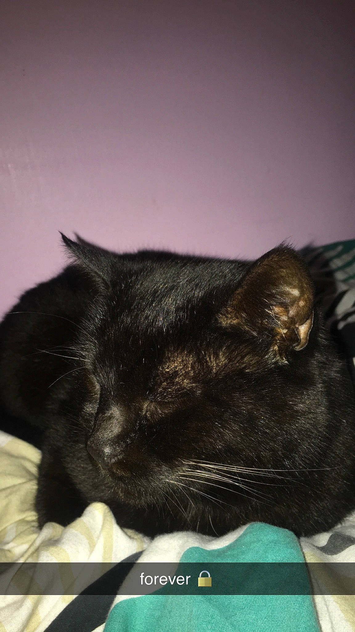 Grisou participe au concours pour gagner de l'argent avec cette photo : black_cat, bombay, carnivore, cat, felidae, nap, small_to_medium_sized_cats, snout, whiskers