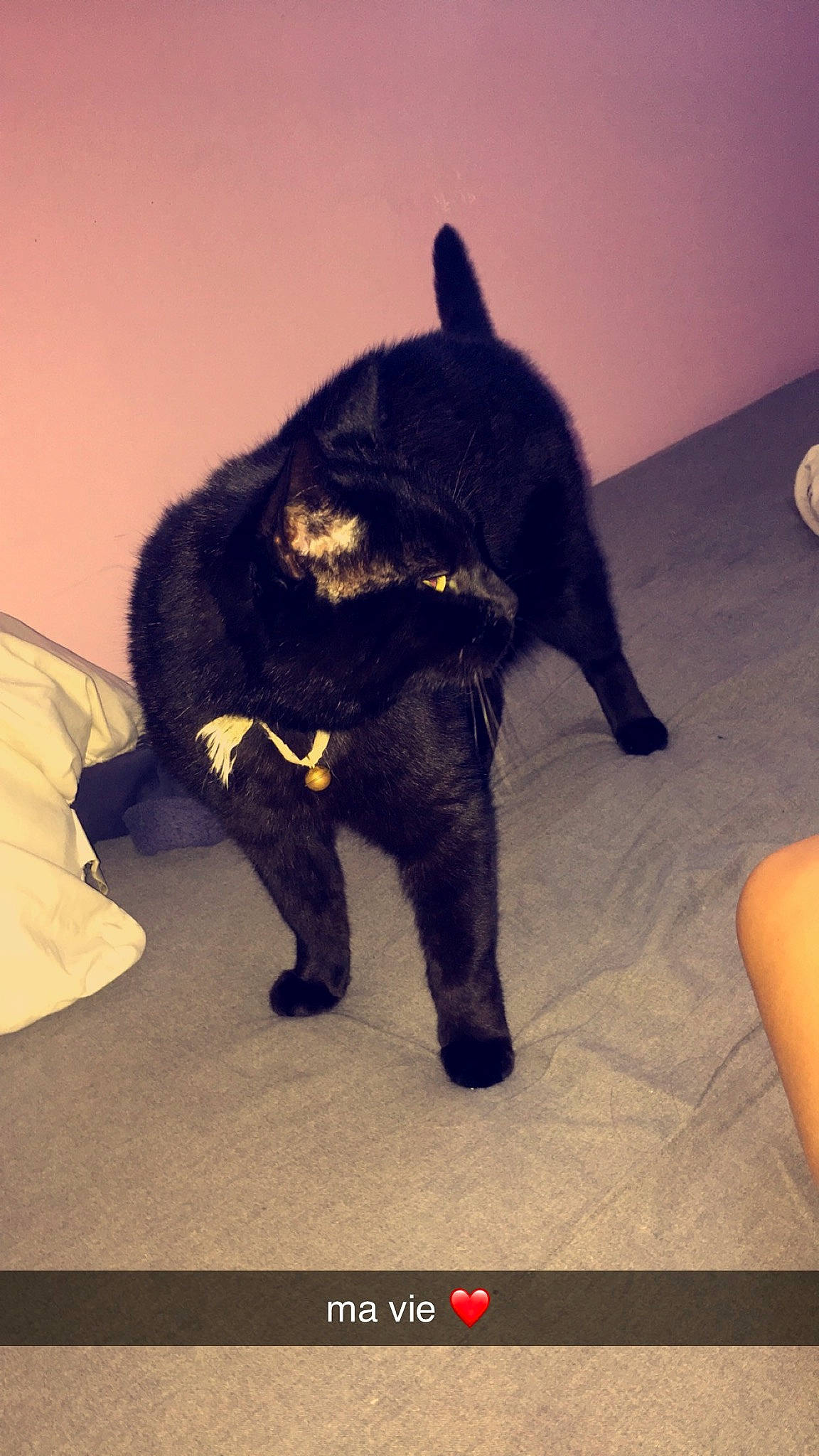 Grisou participe au concours pour gagner de l'argent avec cette photo : asian, black_cat, bombay, canidae, carnivore, cat, domestic_short_haired_cat, felidae, fur, schipperke, small_to_medium_sized_cats, snout, tail, whiskers