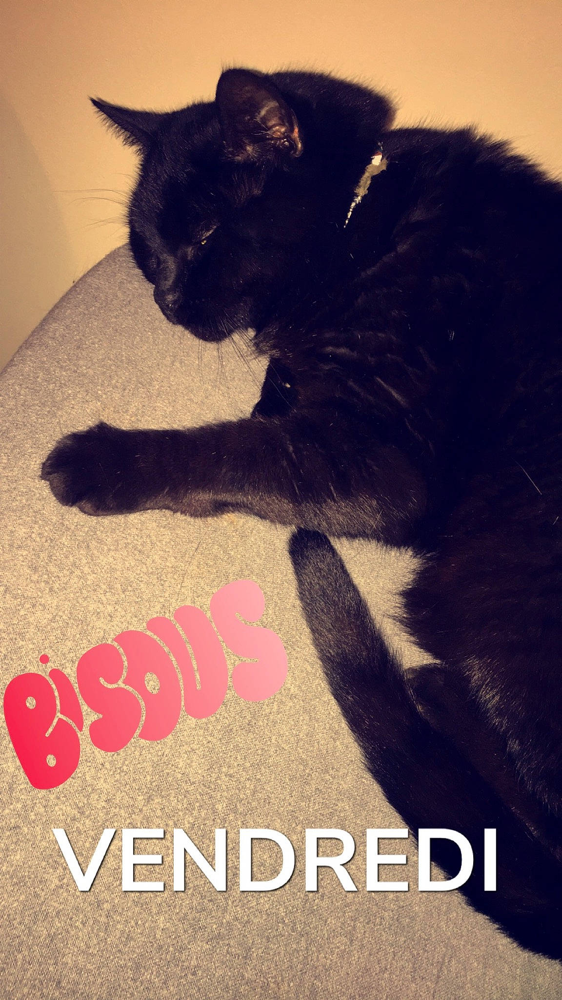 Grisou participe au concours pour gagner de l'argent avec cette photo : asian, black_cat, bombay, carnivore, cat, claw, domestic_short_haired_cat, felidae, font, fur, kitten, paw, photo_caption, photography, polydactyl_cat, small_to_medium_sized_cats, snout, tail, whiskers