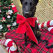 Toscane participe au concours pour gagner de l'argent avec cette photo : dog, black_dog, red_bow, christmas_tree, christmas_decorations, plaid_blanket, candy_cane, holiday, festive, pet, animal, indoors, leash, cute, celebration, seasonal, gift_bow, decor, lattice_background, sitting