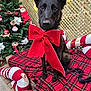 dog, black_dog, red_bow, christmas_tree, christmas_decorations, plaid_blanket, candy_cane, holiday, festive, pet, animal, indoors, leash, cute, celebration, seasonal, gift_bow, decor, lattice_background, sitting
