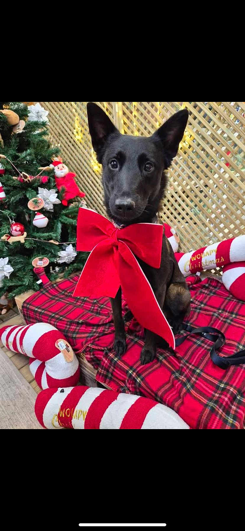 Toscane participe au concours pour gagner de l'argent avec cette photo : dog, black_dog, red_bow, christmas_tree, christmas_decorations, plaid_blanket, candy_cane, holiday, festive, pet, animal, indoors, leash, cute, celebration, seasonal, gift_bow, decor, lattice_background, sitting