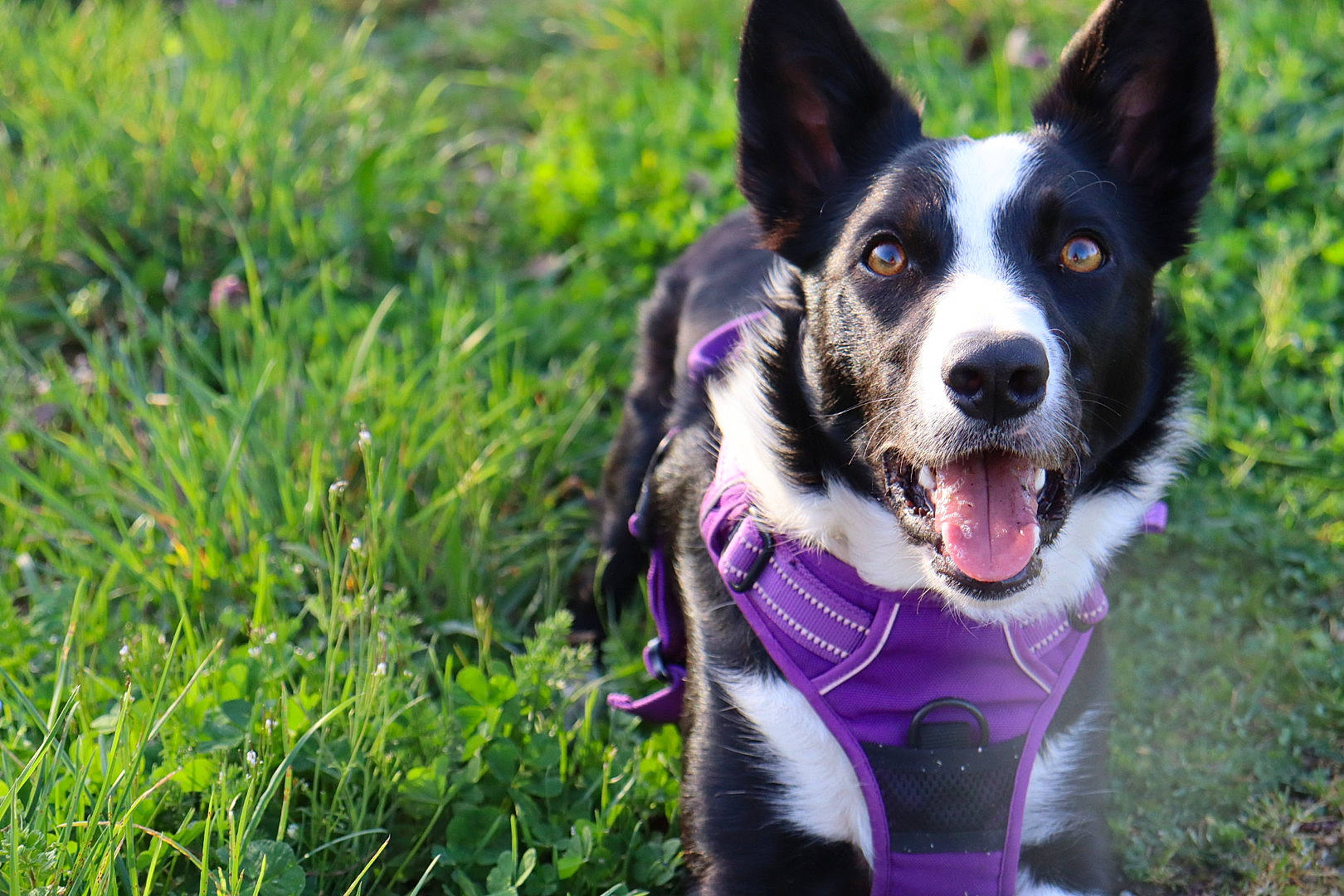 Shance a rejoint le concours — aidez-le/la à gagner de superbes lots ! adventure, canidae, carnivore, collar, companion_dog, dog, dog_breed, dog_collar, dog_supply, electric_blue, grass, grassland, herding_dog, mcnab, plant, sporting_group, walking, whiskers, working_animal, working_dog