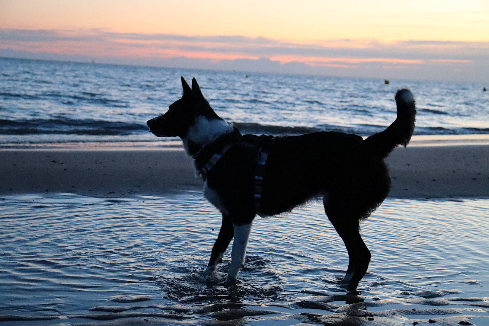 Shance a rejoint le concours — aidez-le/la à gagner de superbes lots ! beach, canidae, carnivore, collar, dog, dog_breed, evening, horizon, lake, liquid, ocean, sand, sky, sporting_group, tail, water, wave, wind_wave, working_animal, working_dog