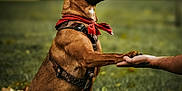 Shiva a rejoint le concours — aidez-le/la à gagner de superbes lots ! dog, dog_shaking_hand, red_bandana, harness, grass, outdoor, pet, animal, brown_dog, canine, friendly, handshake, nature, autumn_leaves, playing, sitting, domestic_animal, happy, obedient, training