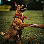 dog, dog_shaking_hand, red_bandana, harness, grass, outdoor, pet, animal, brown_dog, canine, friendly, handshake, nature, autumn_leaves, playing, sitting, domestic_animal, happy, obedient, training