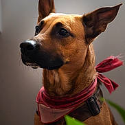 Shiva participe au concours pour gagner de l'argent avec cette photo : dog, bandana, brown_fur, alert_ears, indoor, portrait, pet, animal, close_up, soft_light, background_blur, calm, watchful, collar, leash, plant, focused, domestic_animal, canine, muzzle