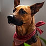 dog, bandana, brown_fur, alert_ears, indoor, portrait, pet, animal, close_up, soft_light, background_blur, calm, watchful, collar, leash, plant, focused, domestic_animal, canine, muzzle