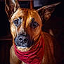 Shiva participe au concours pour gagner de l'argent avec cette photo : dog, bandana, red_bandana, pet, portrait, close_up, brown_fur, ears, animal, canine, looking_at_camera, indoor, warm_lighting, expressive_eyes, fur_texture, sitting, cozy, blurry_background, domestic_animal, adorable