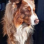 dog, brown, white, fluffy, fur, portrait, side_view, canine, pet, animal, domestic, mammal, closeup, indoor, light, shadow, calm, thoughtful, looking_away, long_fur