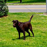 Violet joined the competition — help win amazing prizes! animal, bush, canine, chocolate, collar, daytime, dog, grass, greenery, house, labrador, outdoor, pet, road, sidewalk, standing, suburban, sunlight, tree, yard