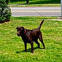 animal, bush, canine, chocolate, collar, daytime, dog, grass, greenery, house, labrador, outdoor, pet, road, sidewalk, standing, suburban, sunlight, tree, yard
