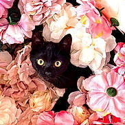 Flash a rejoint le concours — aidez-le/la à gagner de superbes lots ! adorable, animal, background, black_cat, cat, closeup, colorful, cream_flowers, curious, cute, flora, floral, flowers, garden, nature, pet, pink_flowers, soft, spring, whiskers