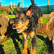 Dolly is registered to the contest to win money with this photo: active, animal, blue_sky, daytime, dog, ears, fence, fur, grass, greenery, happy, jumping, mouth_open, nature, outdoor, pet, playful, puppy, sunny, wooden_obstacle