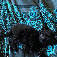 Phoenix is registered to the contest to win money with this photo: kitten, black_cat, pet, animal, feline, cute, young, fur, whiskers, bed, blanket, pattern, indoor, resting, small, looking, curious, soft, cozy, lying