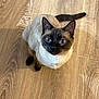 cat, siamese_cat, blue_eyes, pet, animal, indoor, wooden_floor, fur, whiskers, ears, tail, cute, looking_up, domestic_cat, mammal, feline, animal_portrait, alert, sitting, companion