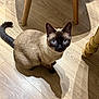 Hanna participe au concours pour gagner de l'argent avec cette photo : cat, siamese_cat, blue_eyes, wooden_floor, chair_leg, shadow, pet, indoor, animal, feline, curious, looking_up, domestic_cat, whiskers, ears, tail, sitting, fur, cute, companion