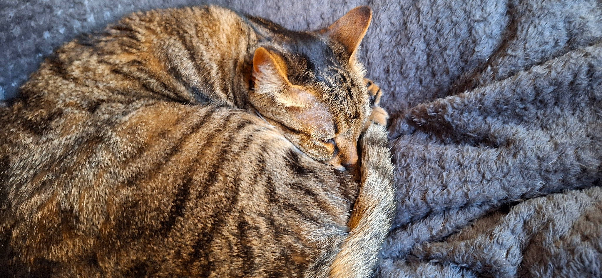 Caline participe au concours pour gagner de l'argent avec cette photo : carnivore, cat, claw, comfort, domestic_short_haired_cat, fawn, felidae, fur, grass, nap, pattern, paw, small_to_medium_sized_cats, snout, tail, terrestrial_animal, whiskers, wildlife