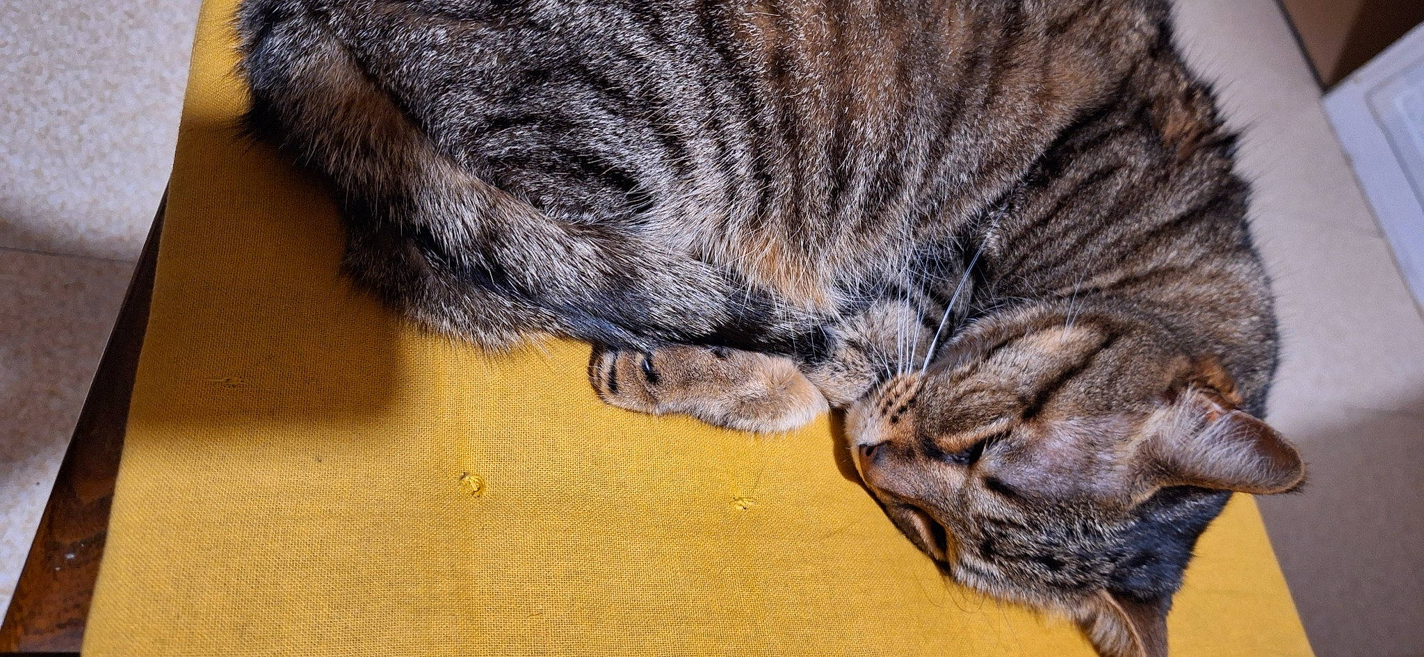 Caline participe au concours pour gagner de l'argent avec cette photo : carnivore, cat, claw, dog_breed, domestic_short_haired_cat, ear, fawn, felidae, fur, human_body, nap, paw, sleep, small_to_medium_sized_cats, snout, tail, terrestrial_animal, whiskers, wildlife, wood