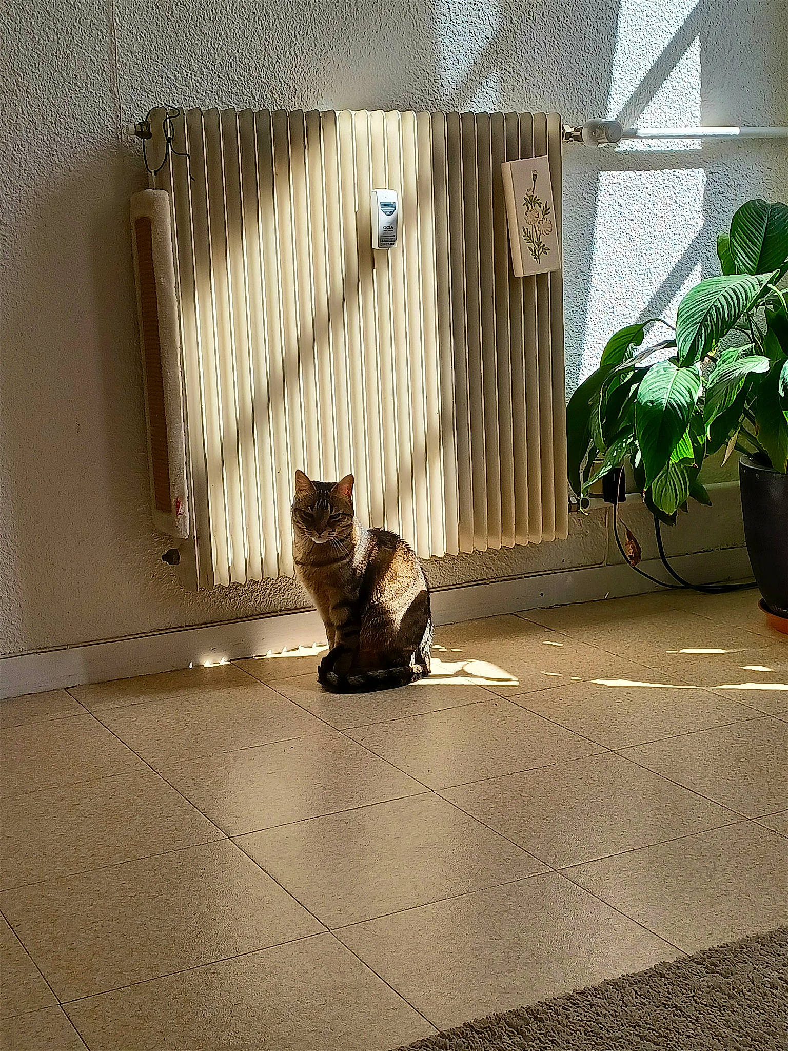 Caline a rejoint le concours — aidez-le/la à gagner de superbes lots ! carnivore, cat, domestic_short_haired_cat, felidae, floor, flooring, fur, grass, hardwood, plant, road_surface, room, shadow, small_to_medium_sized_cats, tail, terrestrial_animal, tints_and_shades, wall, whiskers, wood