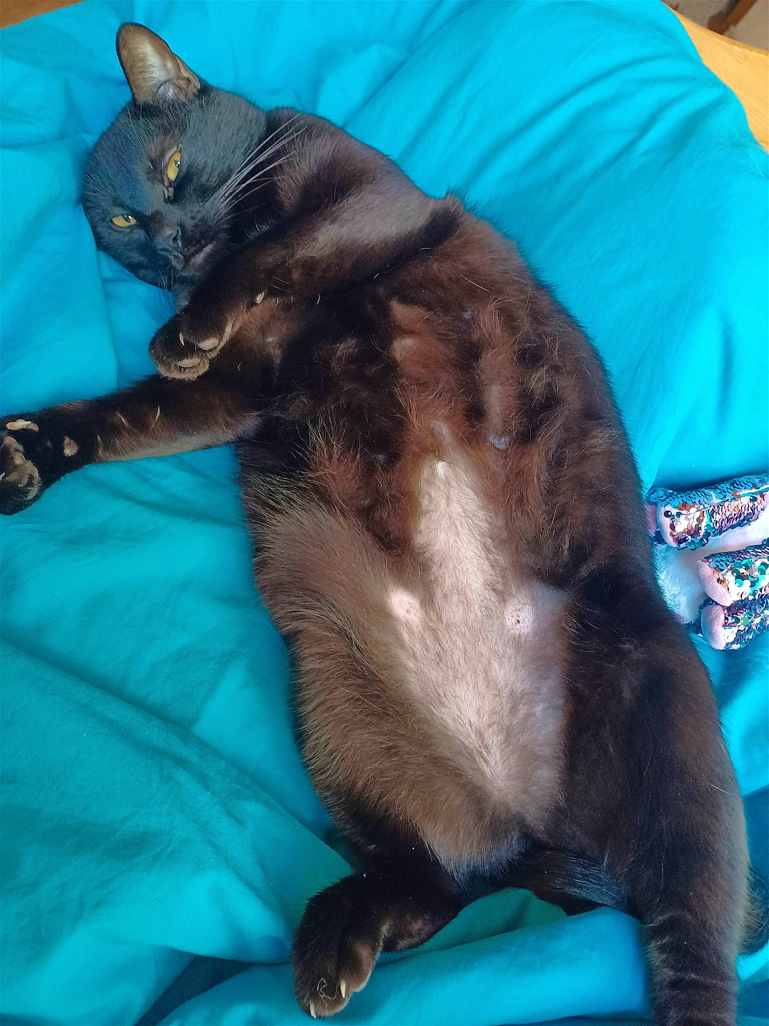 Batman a rejoint le concours — aidez-le/la à gagner de superbes lots ! black_cat, blue, bombay, carnivore, cat, claw, comfort, domestic_short_haired_cat, electric_blue, felidae, fur, havana_brown, lap, mammal, small_to_medium_sized_cats, tail, thai, vertebrate, whiskers