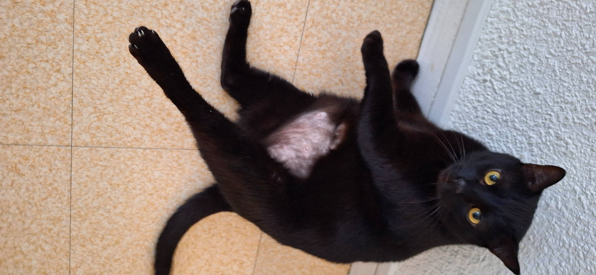 Batman participe au concours pour gagner de l'argent avec cette photo : black_cat, bombay, carnivore, cat, claw, comfort, domestic_short_haired_cat, felidae, flooring, fur, hardwood, paw, shadow, small_to_medium_sized_cats, tail, terrestrial_animal, whiskers