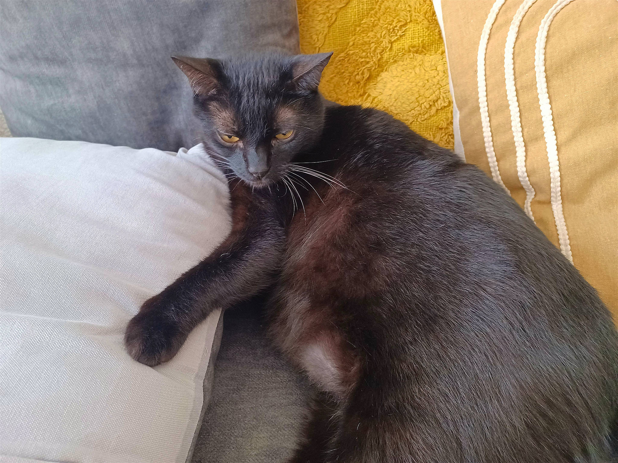 Batman a rejoint le concours — aidez-le/la à gagner de superbes lots ! black_cat, bombay, carnivore, cat, cat_supply, claw, comfort, domestic_short_haired_cat, eye, felidae, fur, grey, havana_brown, paw, sitting, small_to_medium_sized_cats, snout, tail, terrestrial_animal, whiskers