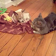 Bonnie joined the competition — help win amazing prizes! animal, blanket, cat, companion, cozy, curled_up, dog, domestic, flooring, gray_cat, household, indoor, lying_down, pet, pet_toy, playful, relaxing, small_dog, toy, wooden_floor