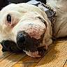 dog, white_dog, pet, animal, sleeping, lying_down, close_up, portrait, face, snout, nose, eye, fur, collar, chain, indoor, wooden_floor, relaxed, funny, photography