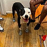 dog, pet, black_and_white, smiling, happy, standing, shoes, dog_shoes, collar, chain_collar, indoor, wooden_floor, person, legs, socks, chair, home, portrait, animal, funny