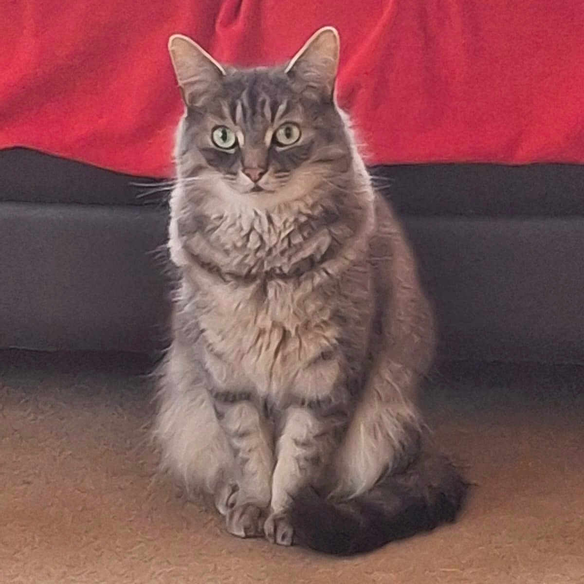 Covid is registered to the contest to win money with this photo: animal, bed, carpet, cat, cozy, cute, domestic, eyes, feline, fluffy, fur, home, indoor, mammal, pet, red_blanket, sitting, tabby, tail, whiskers