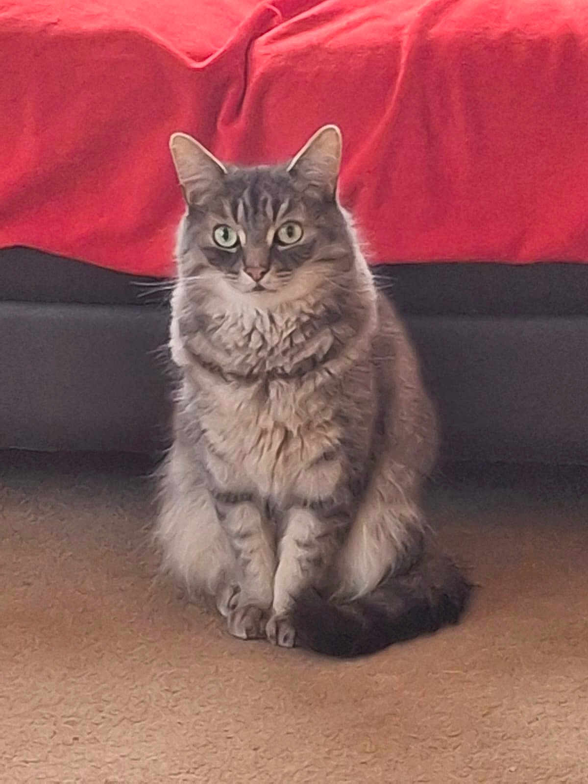 Covid is registered to the contest to win money with this photo: cat, tabby, fluffy, indoor, carpet, bed, red_blanket, feline, pet, animal, sitting, fur, eyes, whiskers, tail, cozy, home, cute, domestic, mammal