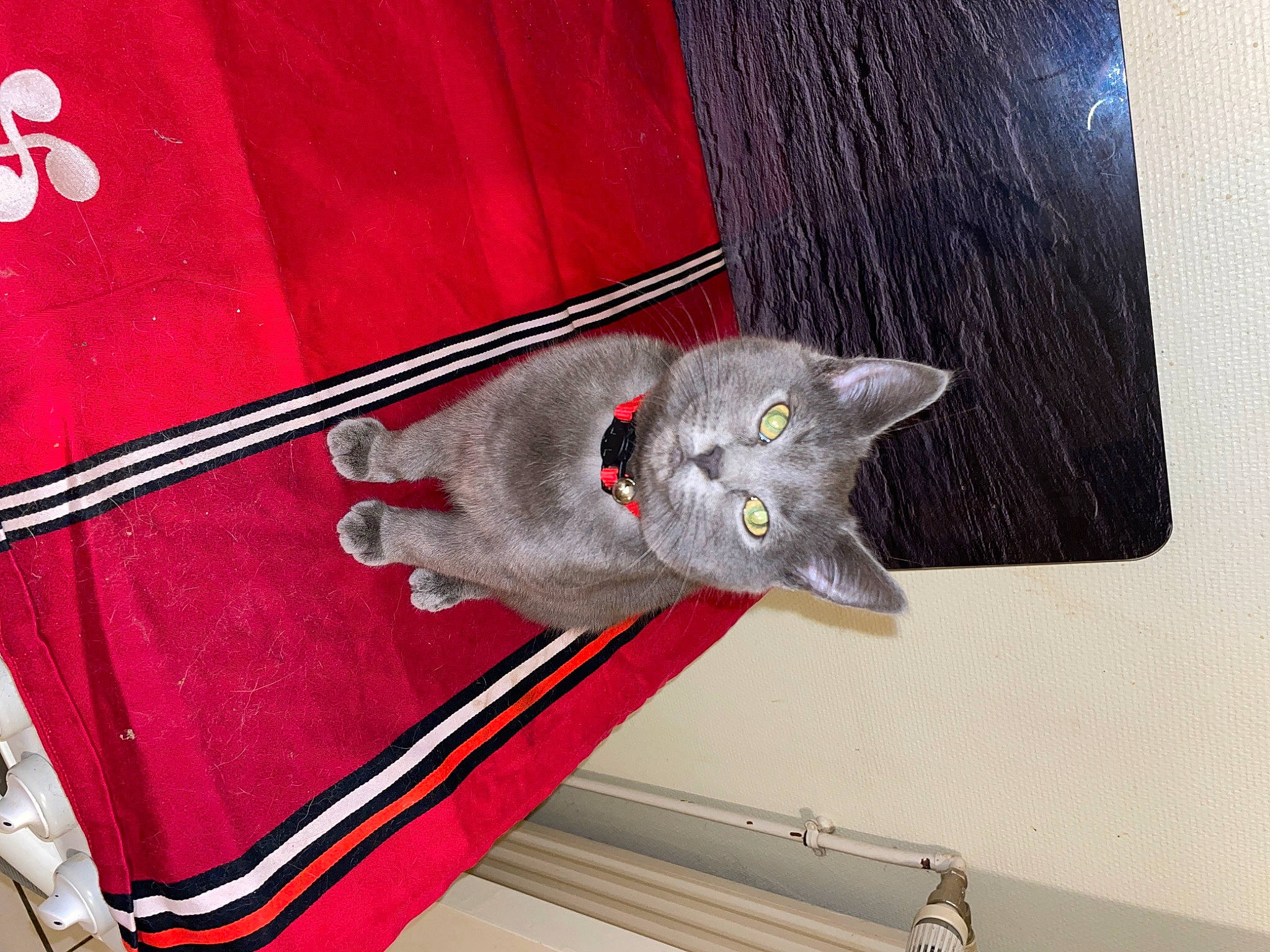 Chana a rejoint le concours — aidez-le/la à gagner de superbes lots ! carmine, carnivore, cat, cat_toy, domestic_short_haired_cat, felidae, fur, grey, russian_blue, small_to_medium_sized_cats, tail, whiskers, wood