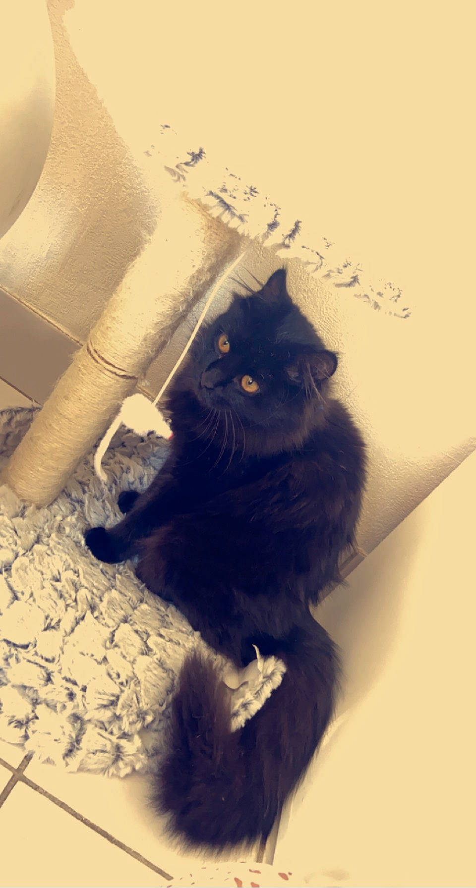 Moka participe au concours pour gagner de l'argent avec cette photo : black_cat, carnivore, cat, comfort, domestic_short_haired_cat, felidae, flooring, fur, grey, human_leg, paper_towel, room, sitting, small_to_medium_sized_cats, tail, tints_and_shades, tree, whiskers, window, wood