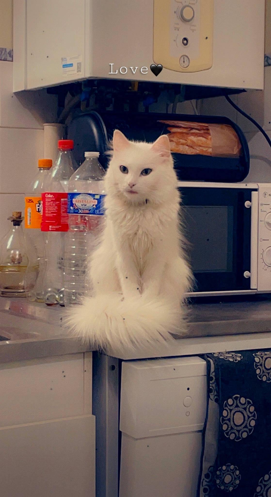 Nala a rejoint le concours — aidez-le/la à gagner de superbes lots ! bottle, carnivore, cat, domestic_short_haired_cat, electric_blue, fashion_design, felidae, flooring, fur, gas, glass, home_appliance, major_appliance, rectangle, refrigerator, shelf, small_to_medium_sized_cats, tail, water_bottle, whiskers