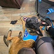 O'Nyx a rejoint le concours — aidez-le/la à gagner de superbes lots ! dog, service_dog_vest, brown_dog, happy_dog, wooden_floor, person, black_tights, brown_couch, glass_table, leash, indoor, pet, flooring, looking_up, ears_up, smiling, seated, home_interior, casual, relaxed