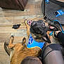 dog, service_dog_vest, brown_dog, happy_dog, wooden_floor, person, black_tights, brown_couch, glass_table, leash, indoor, pet, flooring, looking_up, ears_up, smiling, seated, home_interior, casual, relaxed