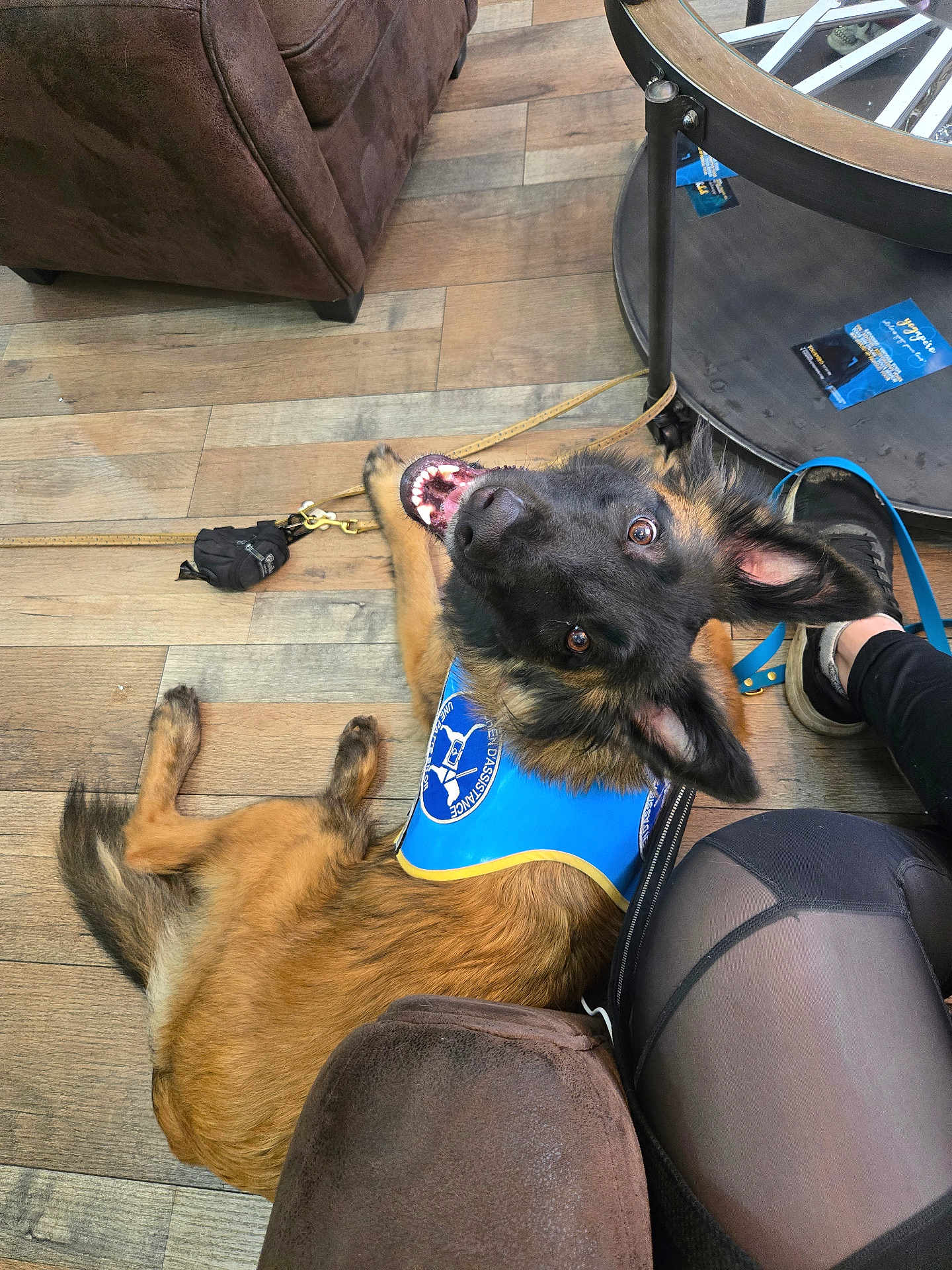 O'Nyx a rejoint le concours — aidez-le/la à gagner de superbes lots ! dog, service_dog_vest, brown_dog, happy_dog, wooden_floor, person, black_tights, brown_couch, glass_table, leash, indoor, pet, flooring, looking_up, ears_up, smiling, seated, home_interior, casual, relaxed