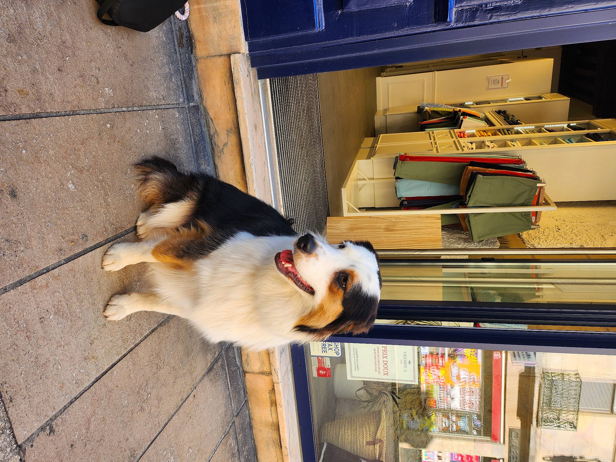 Hestia participe au concours pour gagner de l'argent avec cette photo : automotive_tire, canidae, carnivore, collar, companion_dog, dog, dog_breed, felidae, fur, gas, road_surface, small_to_medium_sized_cats, snapshot, snout, sporting_group, tail, tire, vehicle, wheel, wood