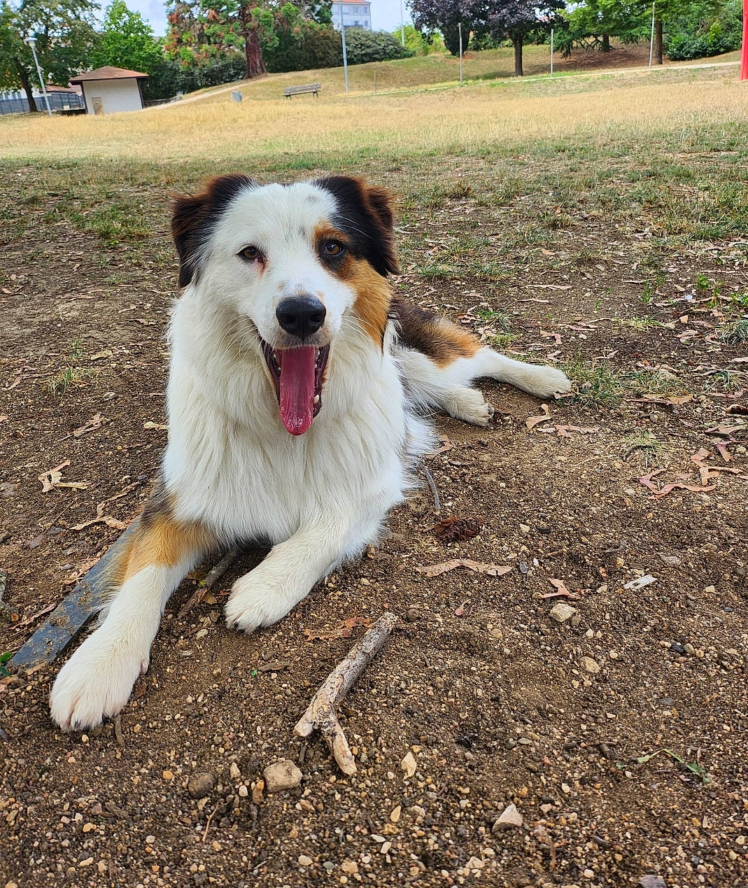 Hestia participe au concours pour gagner de l'argent avec cette photo : canidae, carnivore, companion_dog, dog, dog_breed, grass, herding_dog, plant, rough_collie, scotch_collie, sky, soil, sporting_group, terrestrial_animal, tree, working_dog