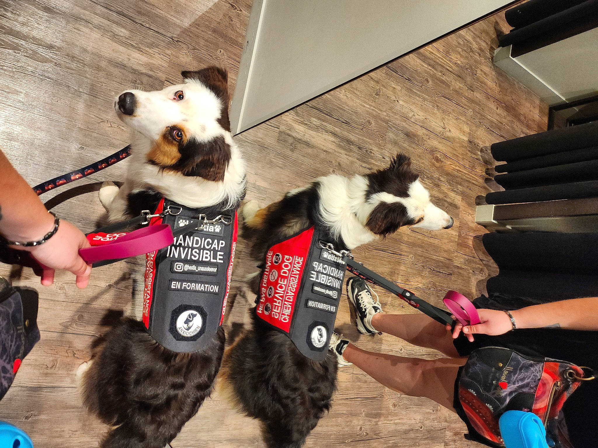 Hestia a rejoint le concours — aidez-le/la à gagner de superbes lots ! canidae, carnivore, collar, companion_dog, costume, dog, dog_breed, dog_clothes, dog_collar, dog_supply, fashion_accessory, flooring, fur, hat, leash, pet_supply, snout, sporting_group, toy_dog, working_animal