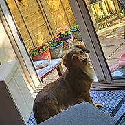 Bear is registered to the contest to win money with this photo: animal, chair, cozy, curious_expression, daylight, dog, floor_mat, flowers, furniture, garden, home_interior, indoor, patio, pet, potted_plants, relaxed, sliding_door, sunlight, table, wooden_fence