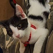 Rocky joined the competition — help win amazing prizes! kitten, cat, black_and_white, red_collar, camo_pants, indoor, pet, cute, young, animal, whiskers, curious, feline, paw, closeup, domestic_cat, playful, fur, small, resting