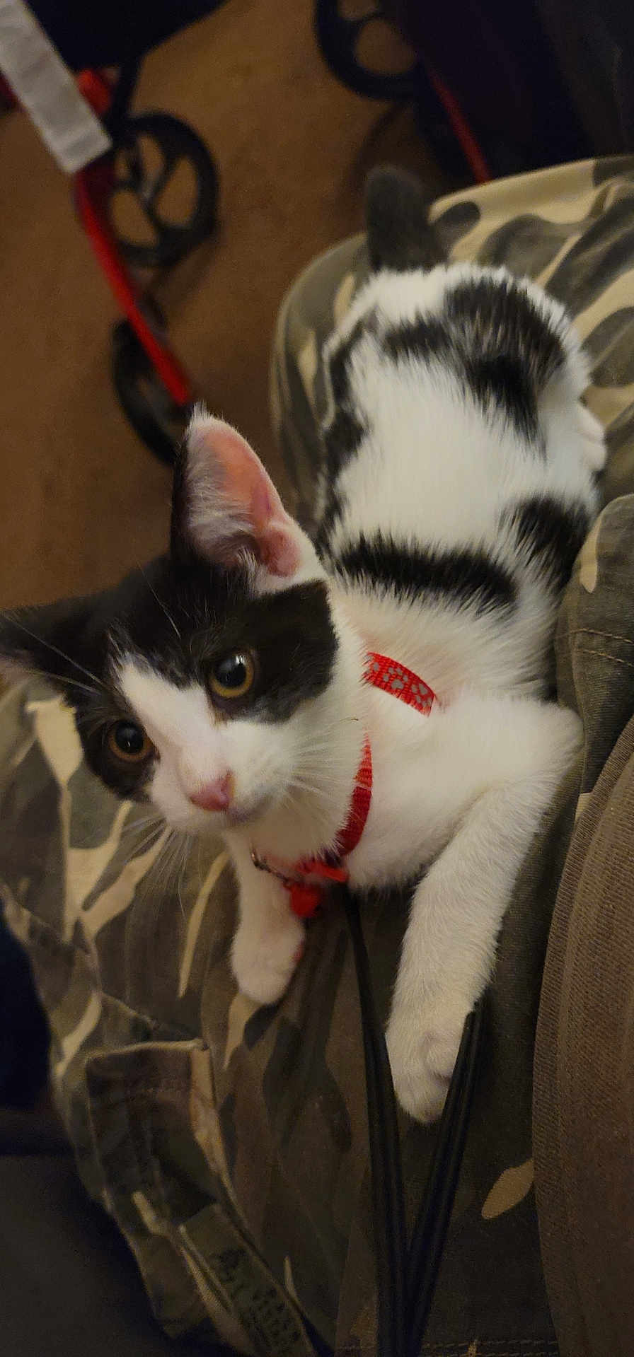 Rocky
