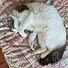 animal, bed, brown, cat, comfort, cozy, cute, domestic, fluffy, fur, indoor, patterned, paw, pet, quilt, relaxed, resting, sleeping, tail, white