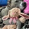 dog, stuffed_animal, plush_toy, pink_ribbon, blanket, leopard_print, snuggling, cozy, fur, ears, nose, paw, sleepy, close_up, indoor, soft_texture, pink, gray, cuddle, pet