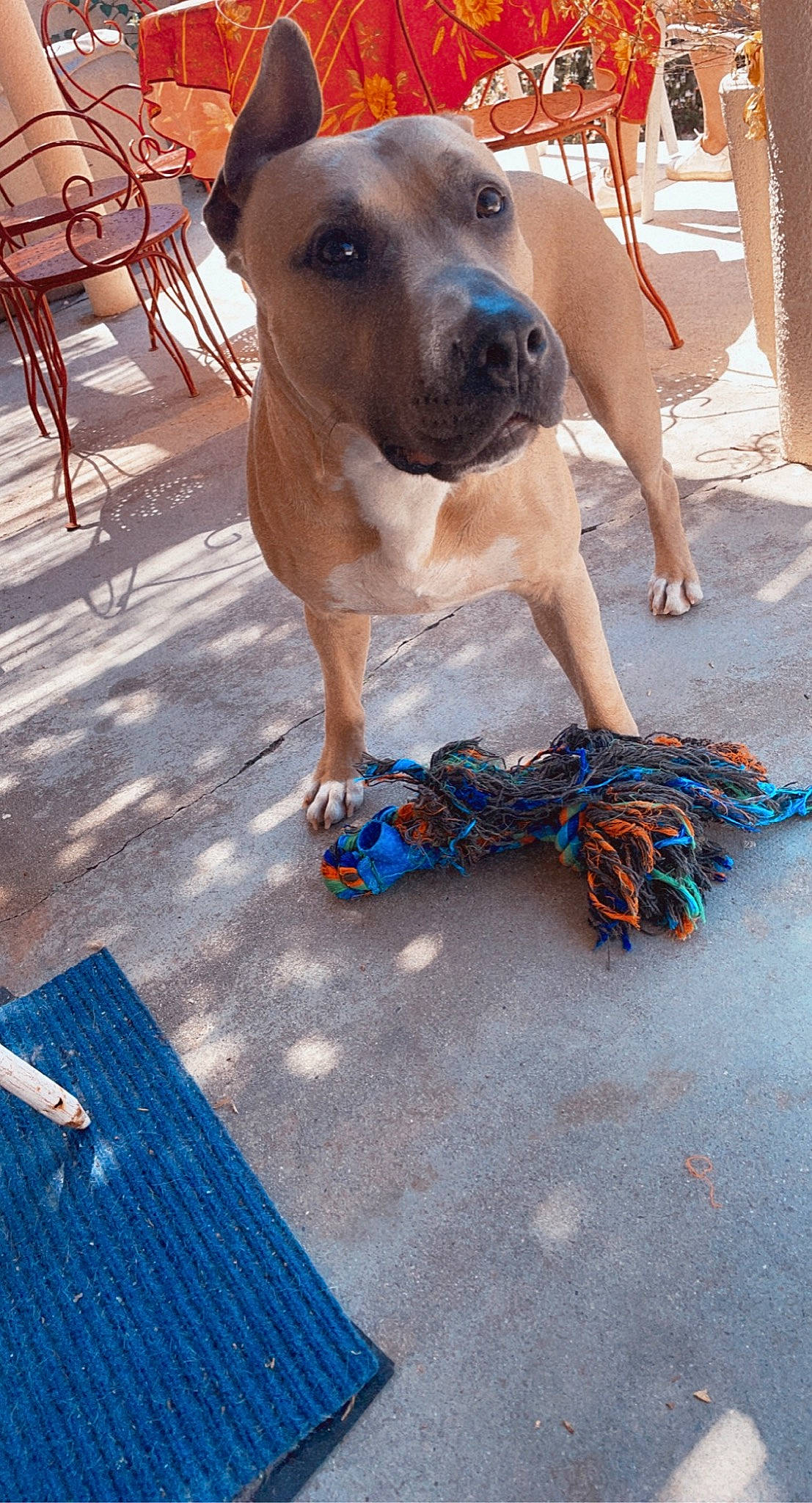 Nero a rejoint le concours — aidez-le/la à gagner de superbes lots ! blue, canidae, carnivore, chair, collar, companion_dog, dog, dog_breed, dog_collar, dog_supply, electric_blue, fawn, flooring, guard_dog, leash, pattern, pet_supply, sporting_group, wood, working_animal