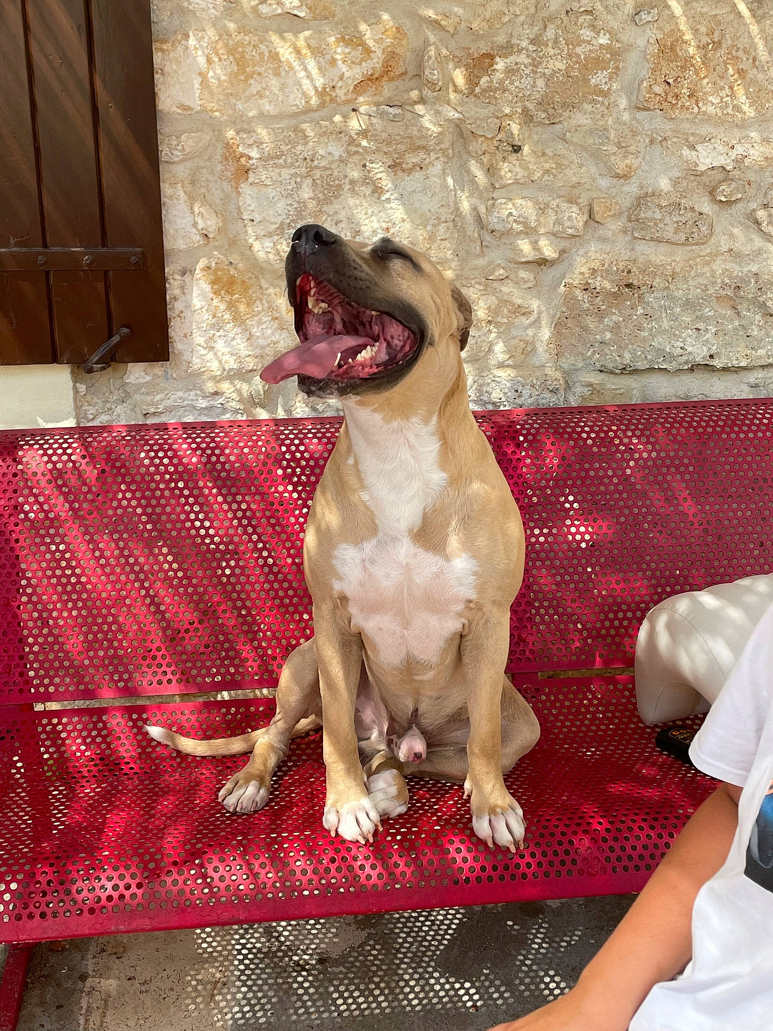 Nero a rejoint le concours — aidez-le/la à gagner de superbes lots ! art, canidae, carnivore, comfort, companion_dog, dog, dog_breed, dog_supply, fawn, flooring, gun_dog, linens, liver, pattern, pet_supply, rectangle, sporting_group, tail, wood, working_animal