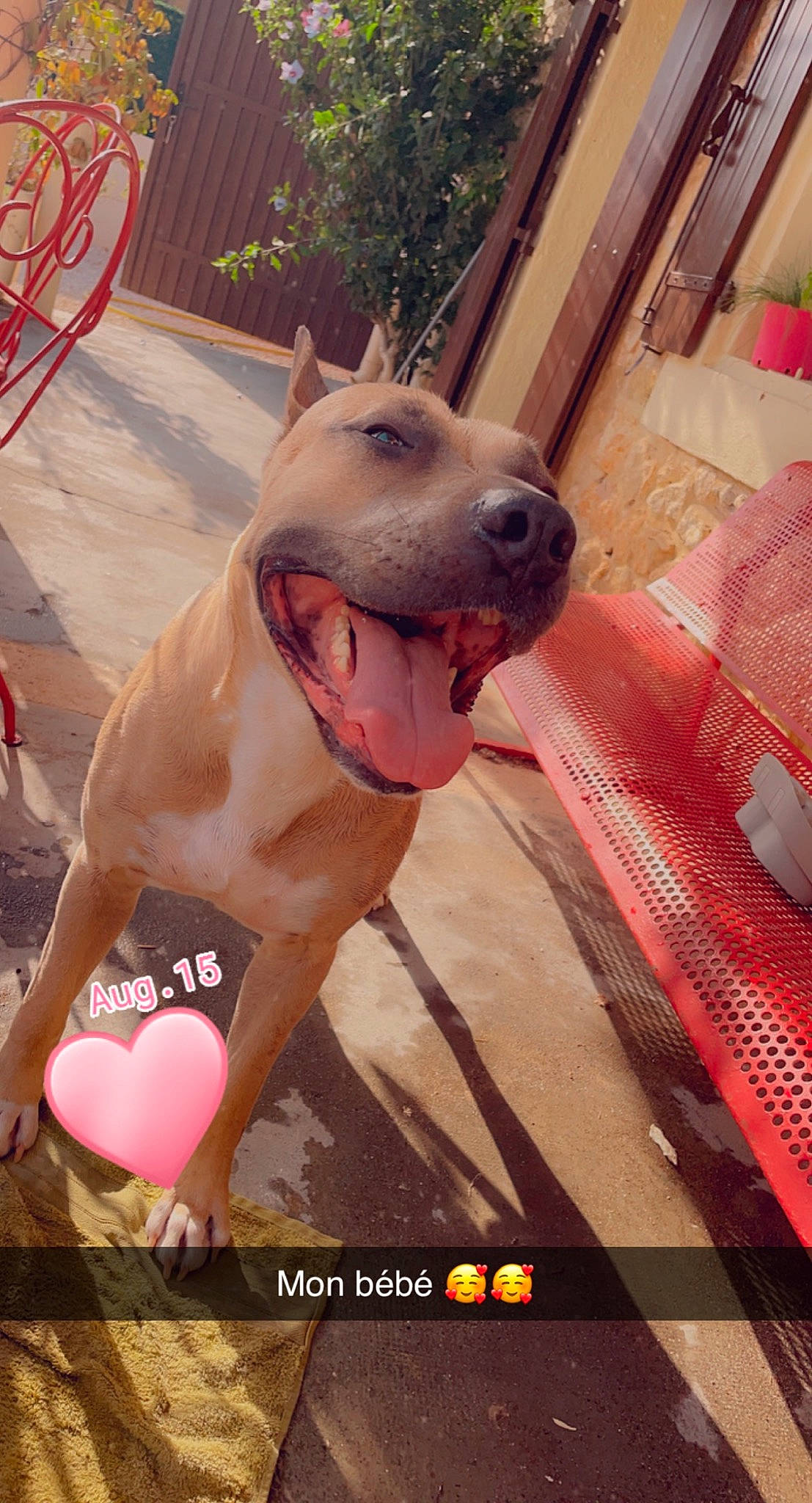 Nero a rejoint le concours — aidez-le/la à gagner de superbes lots ! carnivore, collar, companion_dog, dog, dog_breed, dog_collar, dog_supply, fang, fawn, guard_dog, happy, leash, non_sporting_group, paw, photo_caption, pink, snout, sporting_group, whiskers, working_dog