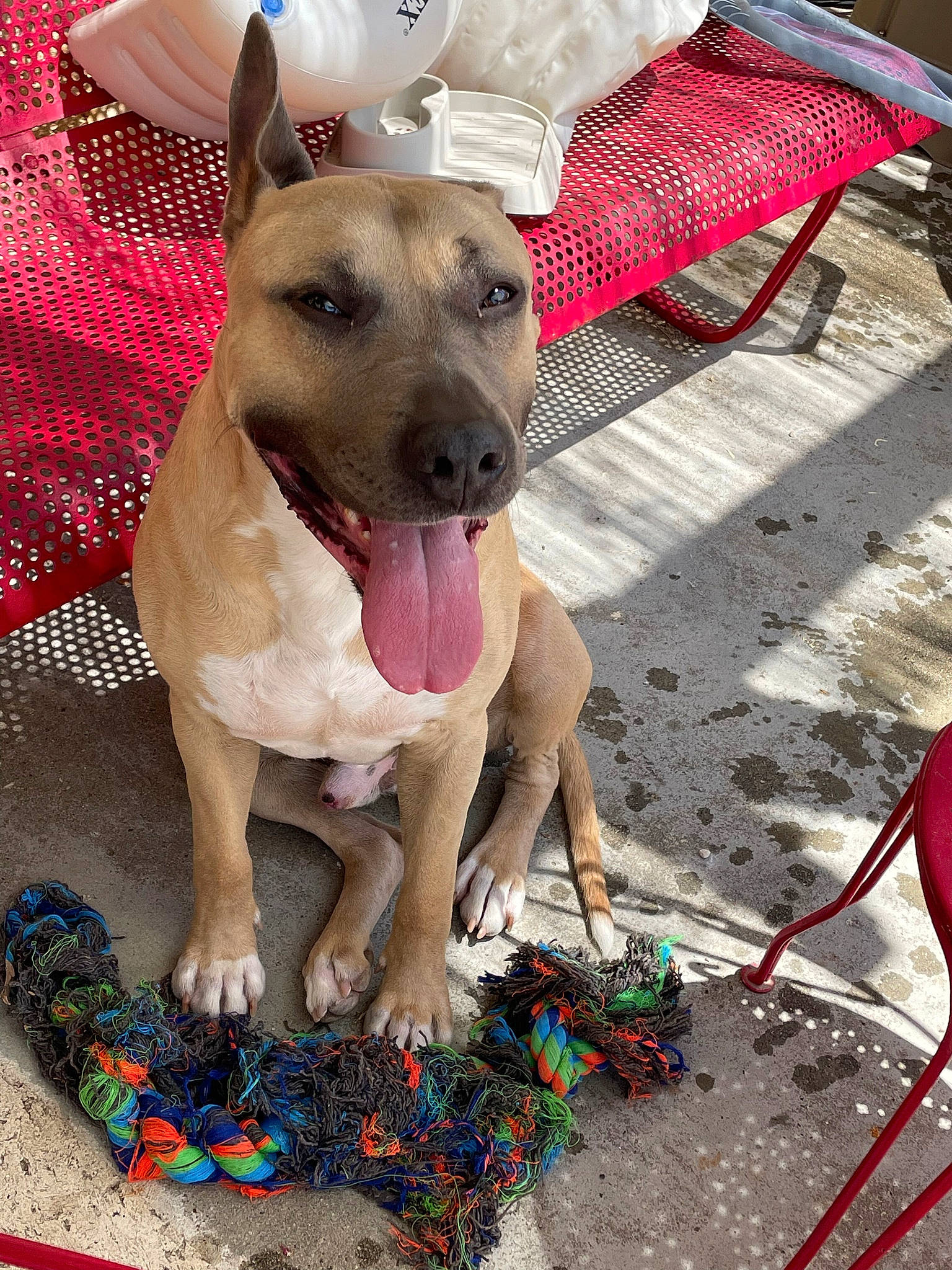 Nero a rejoint le concours — aidez-le/la à gagner de superbes lots ! ancient_dog_breeds, carnivore, chair, collar, companion_dog, dog, dog_breed, dog_collar, dog_supply, fang, fawn, foot, guard_dog, non_sporting_group, outdoor_furniture, paw, working_animal, working_dog